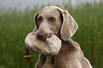 Weimaraner bei der Jagd