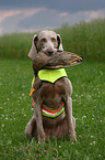 Weimaraner bei der Jagd