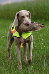 Weimaraner bei der Jagd