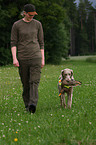 Weimaraner bei der Jagd