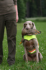 Weimaraner bei der Jagd