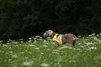 Weimaraner bei der Jagd