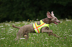 Weimaraner bei der Jagd