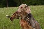 Weimaraner bei der Jagd