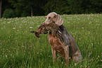 Weimaraner bei der Jagd