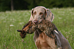 Weimaraner bei der Jagd