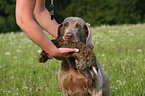 Weimaraner bei der Jagd