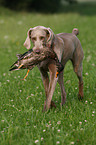 Weimaraner bei der Jagd