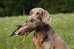 Weimaraner bei der Jagd