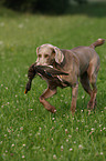 Weimaraner bei der Jagd