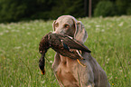 Weimaraner bei der Jagd