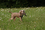 Weimaraner bei der Jagd