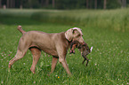 Weimaraner bei der Jagd