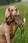 Weimaraner bei der Jagd