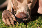 spielender Weimaraner