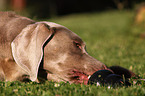 spielender Weimaraner