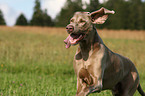 rennender Weimaraner