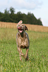 rennender Weimaraner