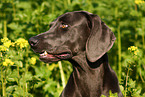 Weimaraner Portrait