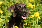 Weimaraner Portrait