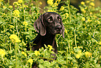 Weimaraner Portrait