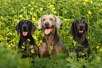 Weimaraner Portrait