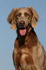 Langhaarweimaraner Portrait