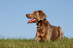 liegender Langhaarweimaraner