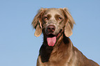 Langhaarweimaraner Portrait