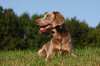 liegender Langhaarweimaraner