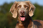 Langhaarweimaraner Portrait