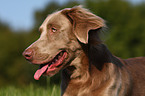 Langhaarweimaraner Portrait