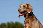 Langhaarweimaraner Portrait