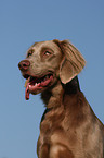 Langhaarweimaraner Portrait