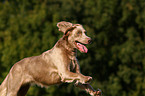 rennender Langhaarweimaraner