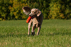 Langhaarweimaraner