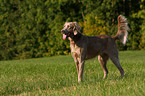 Langhaarweimaraner