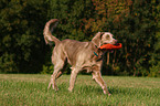 Langhaarweimaraner