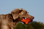 Langhaarweimaraner Portrait