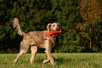 Langhaarweimaraner