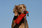 Langhaarweimaraner Portrait