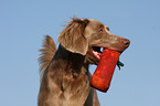 Langhaarweimaraner Portrait