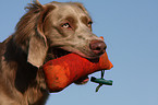 Langhaarweimaraner Portrait