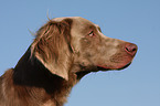 Langhaarweimaraner Portrait