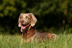 liegender Langhaarweimaraner