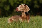 liegender Langhaarweimaraner