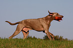 rennender Weimaraner