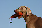 Weimaraner Portrait