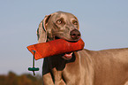 Weimaraner Portrait