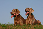 Weimaraner